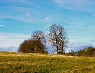 Wall Mural - landscape with field, trees and blue sky