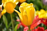 Fototapeta  - Yellow close up Tulipa gesneria blooming in Keukenhof gardens