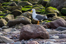 Adult Yellow-footed Gull (Larus Livens) Perched On A Rock With Green Algae Covered Rocks In The Background In Baja California, Mexico.