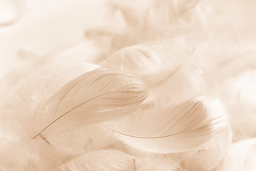 Wall Mural - soft feathers smooth color vintage background