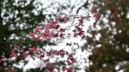 Wall Mural - Slow motion of red and dry maple leaves softly blowing in the wind