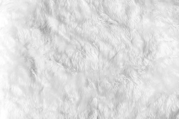 closeup animal white wool sheep background in top view light natural detail, grey fluffy seamless co