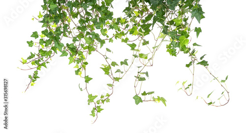 Fotomural ivy isolated on a white background.