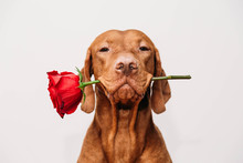 Charming Red-haired Vizsla Dog With Eyes Closed Holds A Red Rose In His Mouth As A Gift For Valentine's Day On A White Background.