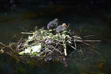 Two Eurasian Coot Babies On Nest On Water, In The Park.