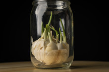 Sprouting Garlic In A Glass Jar