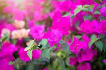 Wall Mural - Pink bougainvillea spectabilis