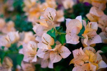Wall Mural - Yellow bougainvillea spectabilis