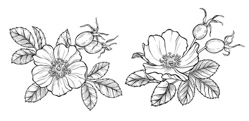 Wall Mural - Wild rose flowers and berries, line art drawing. Outline vector illustration isolated on white background