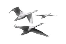 Flying Swan. Black White Photo. White Background.