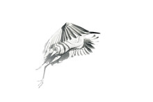 Flying Bird. Black White Photo. White Background.