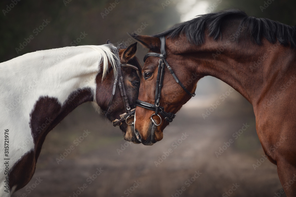 close up portrait of stallion and mare horses in love nose to nose sniffing each other on road in forest background - obrazy, fototapety, plakaty 
