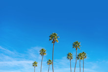 California Palm Trees With Blue Sky