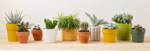 Collection Of Various Succulents And Plants In Colored Pots. Potted Cactus And House Plants Against Light Wall. The Stylish Interior Home Garden
