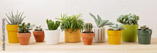 Cuadros en Lienzo Collection of various succulents and plants in colored pots