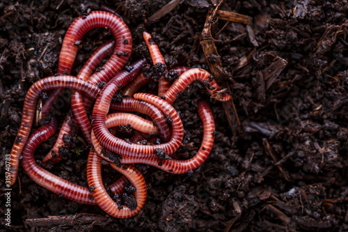Cuadros en Lienzo Many living earthworms for fishing in the soil, background