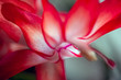 © Mats - closeup of red flower, sweden, stockholm, sverigr, nacka, macro, makro, närbild