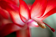 © Mats - flower, blomma, sweden, stockholm, sverigr, nacka, macro, makro, närbild