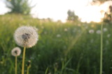 Fototapeta Dmuchawce - dandelion in grass