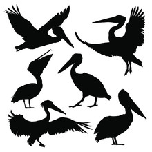 Pelican Silhouette Set. Vector Illustration