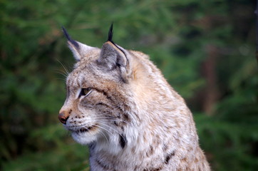 Bobcat close up