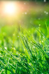 Wall Mural - Spring green background. Green grass with dew drops, closeup. Sunny spring light reflected on drops of water.