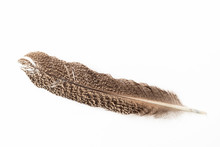 An Owl Wing Feather Isolated On White