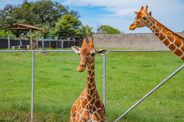 Wall Mural - Blurred giraffe background. Wild giraffe in a pasture, Safari Park in Costa Rica.