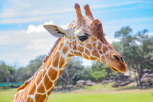 Blurred Giraffe Background. Wild Giraffe In A Pasture, Safari Park In Costa Rica.