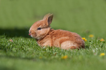 Wall Mural - Little rabbit on green grass in summer day