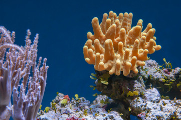 Wall Mural - leather soft coral macro underwater background