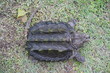 Alligator snapping turtle 