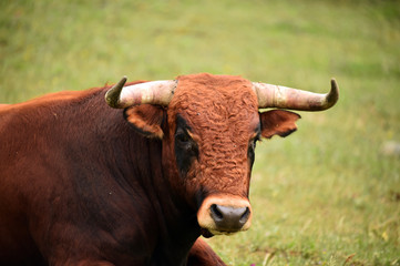 toro poderoso español con grandes cuernos