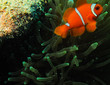 Clownfish in anemone (Underwater photography)