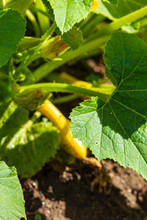 Summer Squash Yellow Crookneck Fruit, Flower Bud, And Leaves
