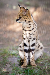 Leptailurus serval. A portrait of a serval  sitting in the green grass. Wild cat native to Africa. Black dotted beige brown big wild cat. Blurry  background