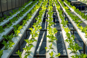 Beautiful green fresh young organic vegetable hydroponic lettuces in white tube of hydroponic system planting in greenhouse with blurred background.