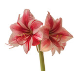 Flower Hippeastrum (amaryllis) Galaxy Group "Gervase" on a white background isolated.