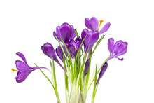 Crocus Isolated On White Background. Spring Flowers Bouquet
