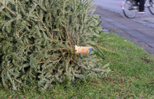 A Used, Old, Discarded Christmas Tree Is Lying On The Edge Of The Street In Germany For Disposal, With A Cyclist In The Background