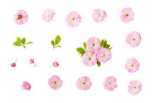 Isolated Spring Flowers. Almond Pink Flowers, Green Leaves And  Bud Isolated On White Background With Clipping Path