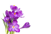 Purple Crocus Flowers With Green Leaves Isolated On White Background