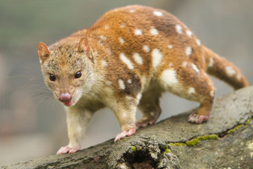 Spotted or Tiger Quoll