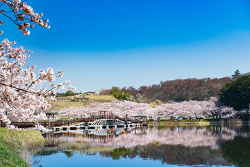 Wall Mural - 宮城平筒沼ふれあい公園の浮橋と満開の桜並木