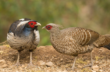 Wall Mural - Khalij pheasant male and female feeding on seeds