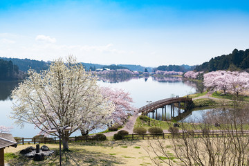 Wall Mural - 宮城平筒沼ふれあい公園の橋と満開の桜並木