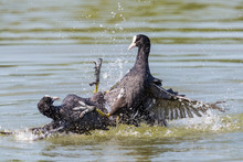 Two Black Coots (fulica Atra) Fighting With Legs In Water