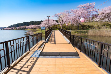 Wall Mural - 宮城平筒沼ふれあい公園の浮橋と満開の桜並木