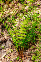 Sticker - Green fern in a forest