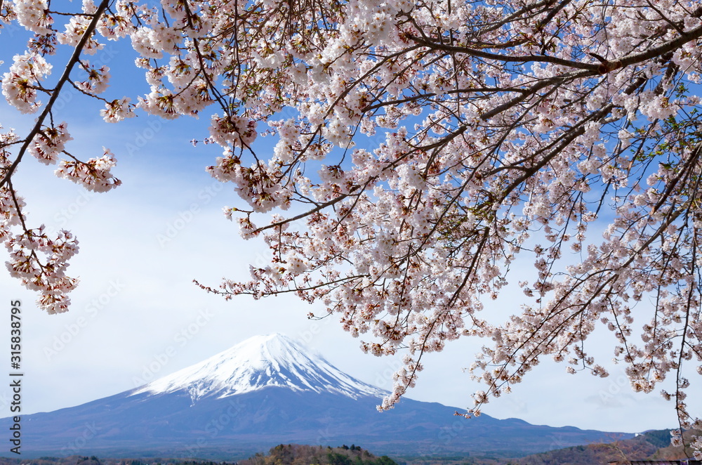 Photo Stock 満開の桜と富士山、山梨県富士河口湖町大石公園にて